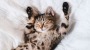 Katzen: Darum schnurren manche Miezen lauter als andere | Leben & Wissen | BILD.de